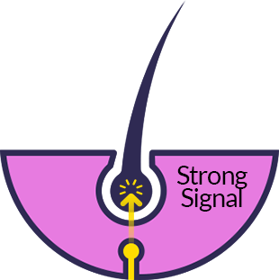 Telogen Phase - Strong Signal